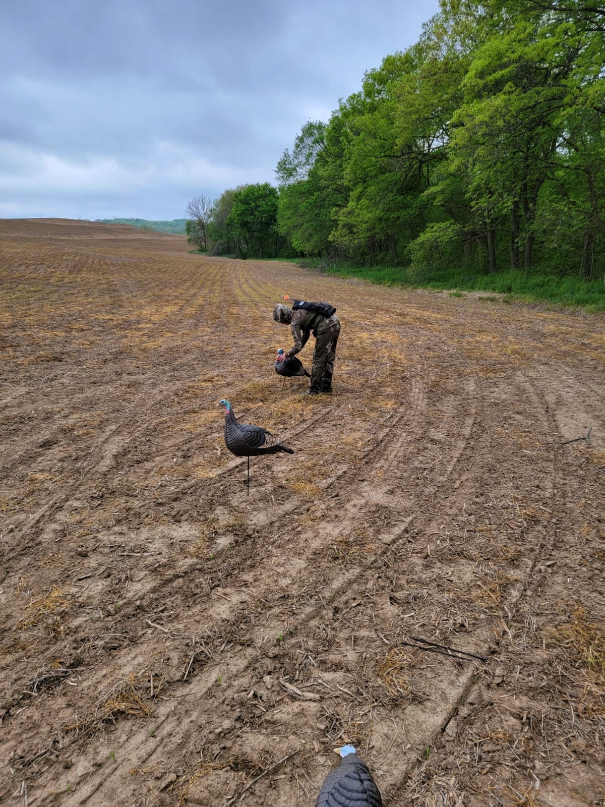 HUNTERS SPECIALTIES HS Strut Lite Flock Jake & Feeding Hen & Upright Hen Turkey Foldable Hollow Relaxed Body Realistic3-Pack Combo Set Decoys customer photo 1