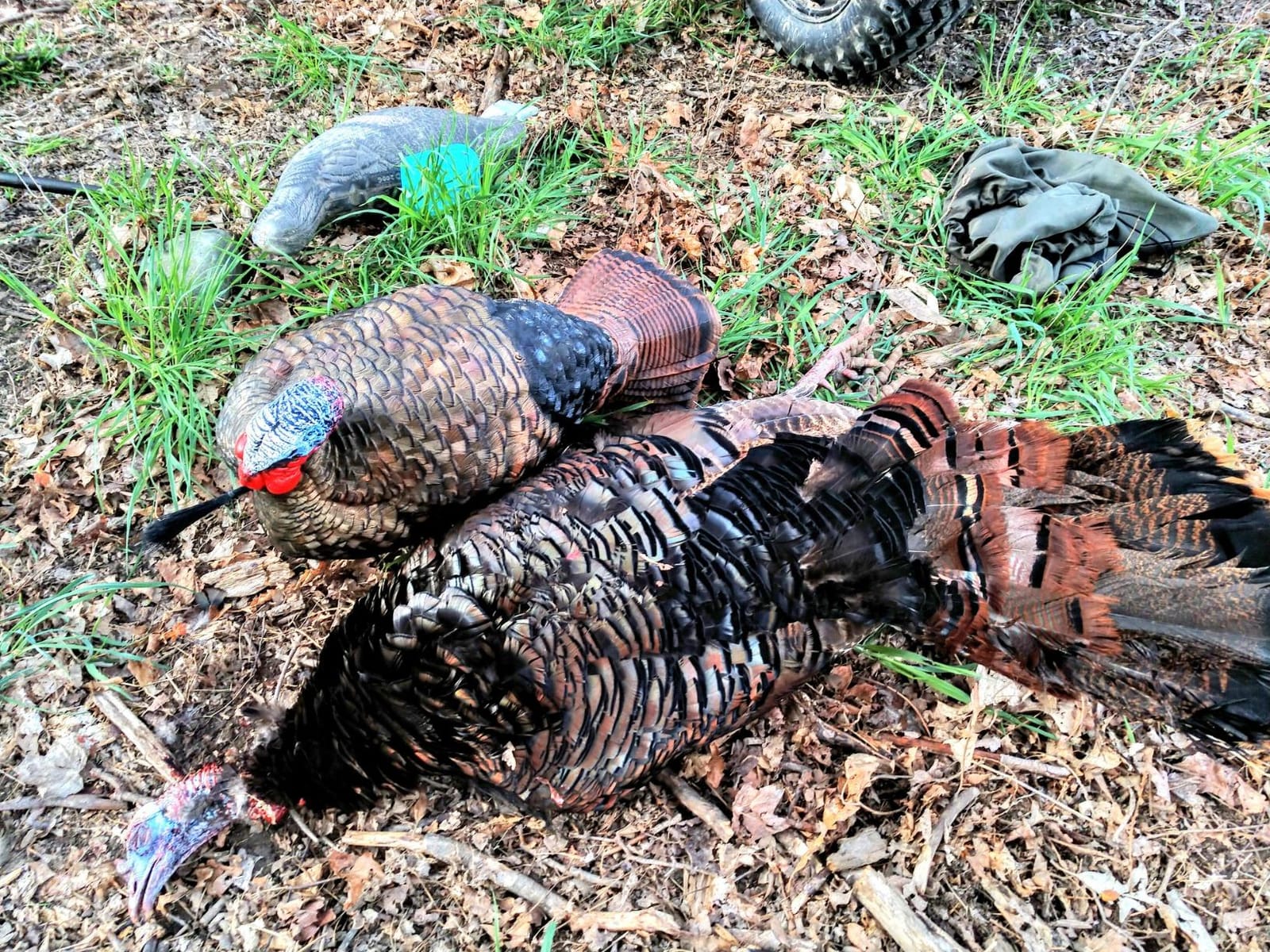 Avian X LCD 1/2 Strut Jake Turkey Decoy customer photo 1