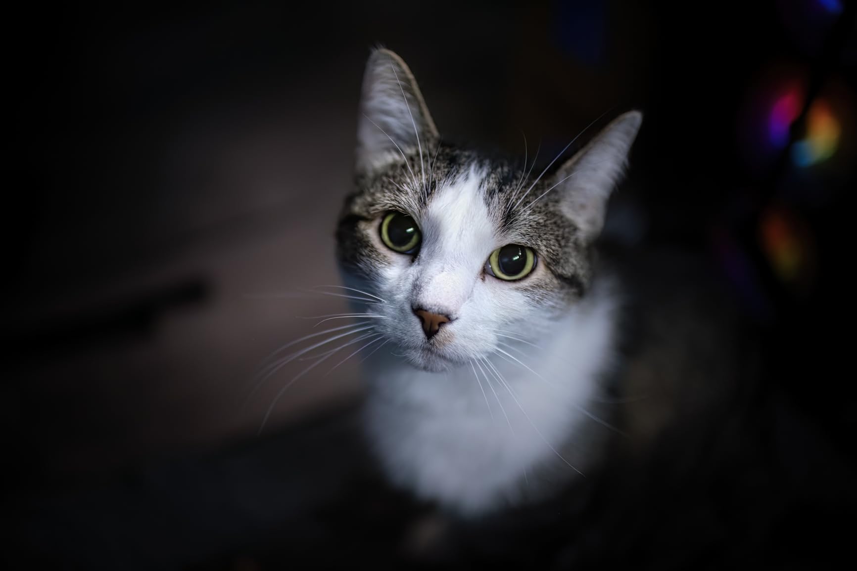 Canon 35mm f1.4 L 154642 customer photo 2