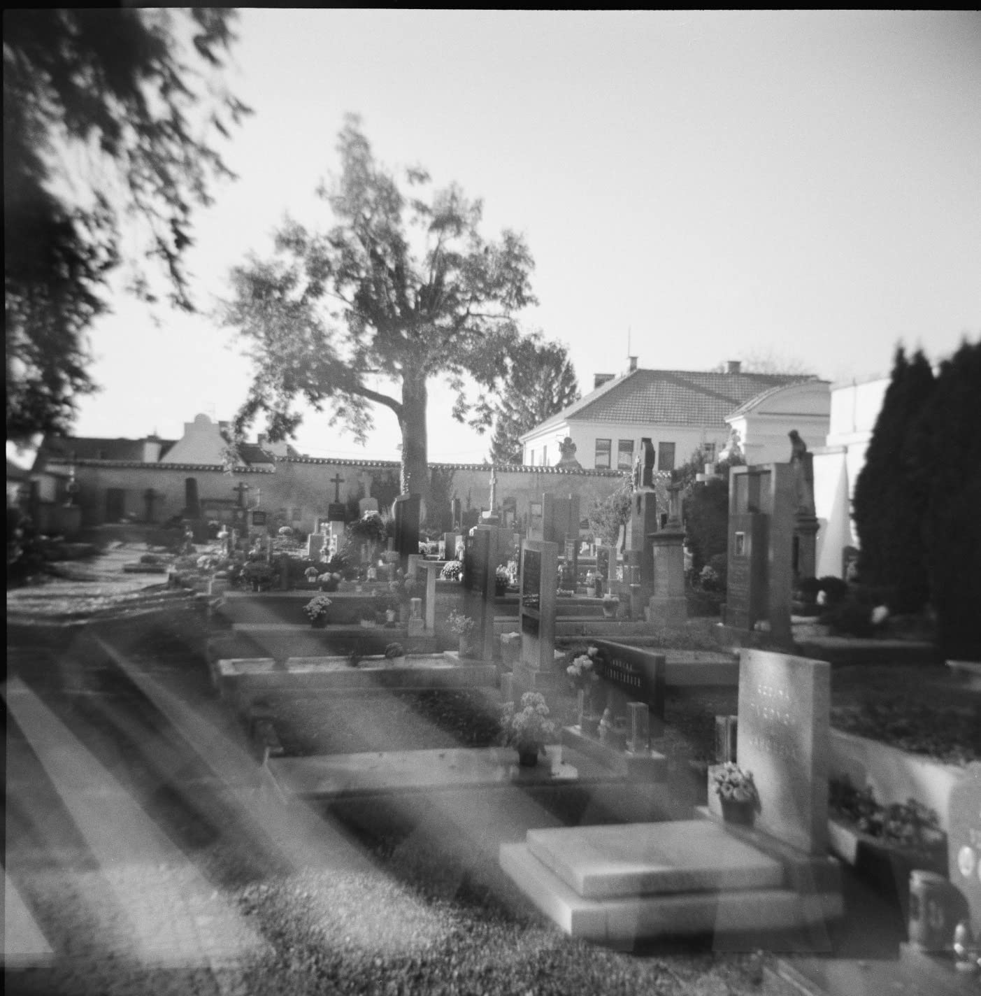 Holga 173-120 Holgawood 120N Medium Format Camera (Casablanco) Bundle with Black & White Negative Film (120 Roll Film) customer photo 1