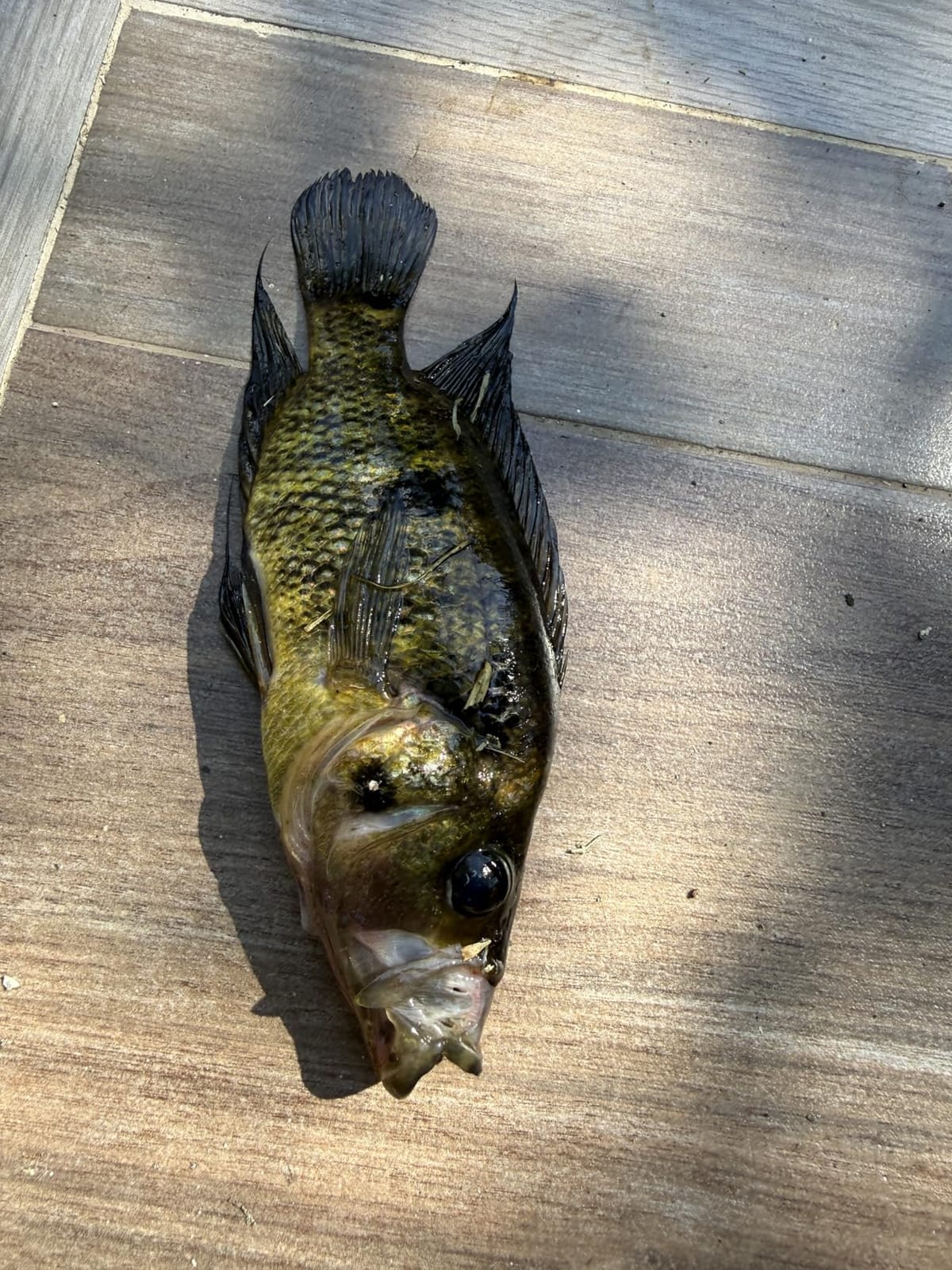 KastKing Centron Lite Fishing Rod and Reel Combo, Baitcaster & Spinning customer photo 2