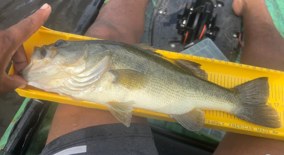 Pelican Catch Kicker 110 HDII - Sit on top Fishing Angler Pedal Kayak - Amazonia - HyDryve II Pedal System - Stable - 11 ft customer photo 1