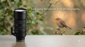 best sony lenses for bird photography