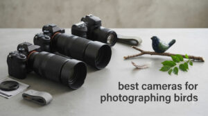 best cameras for photographing birds