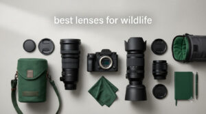 best lenses for wildlife