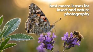 best macro lenses for insect and nature photography