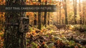 best trail cameras for picture