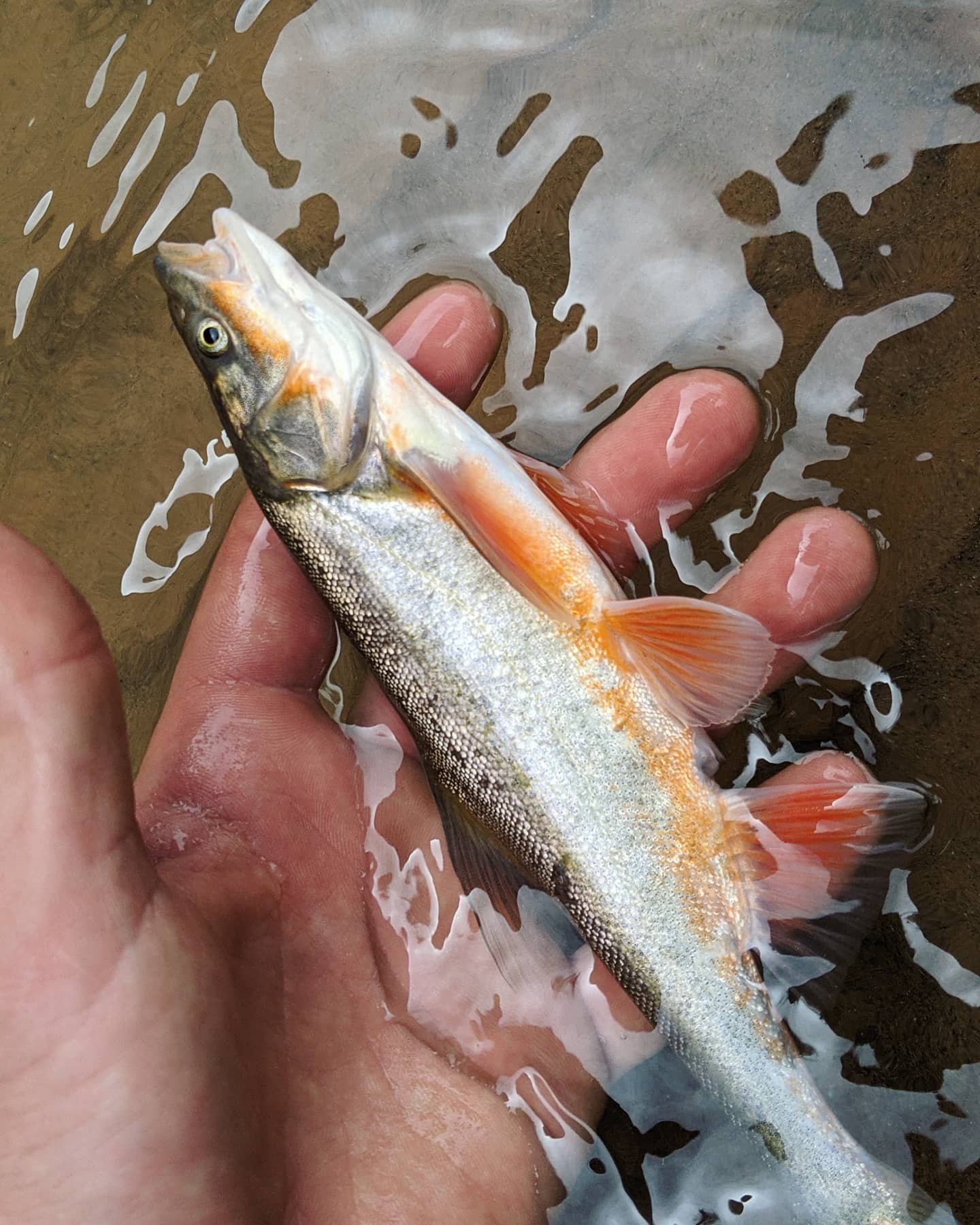 DRAGONtail Tenkara - Shadowfire 365 Tenkara Rod customer photo 1