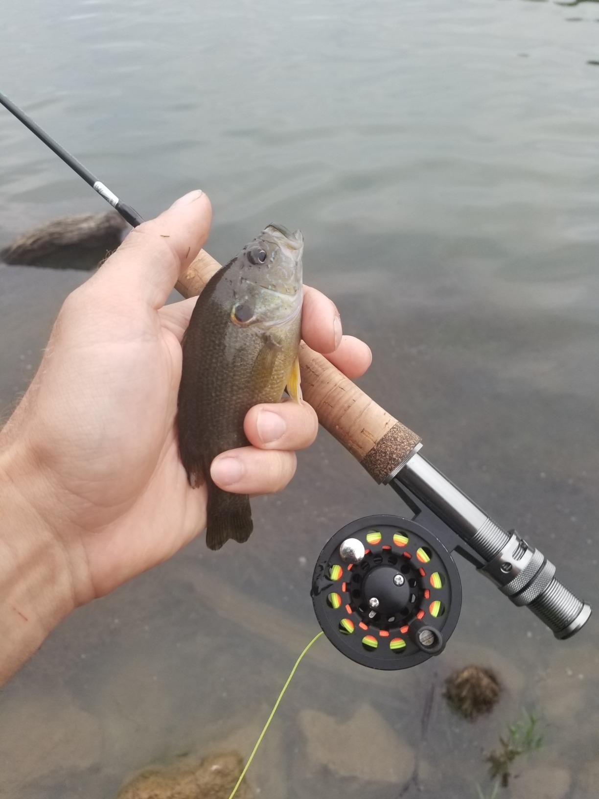 Wild Water Standard Fly Fishing Combo Starter Kit, 5 Foot 6 Inch Graphite Rod, 3-Weight, 4-Piece Fly Rod Kit, Includes Die Cast Aluminum Reel, Fly Box, Flies and Hard Tube Case with Pouch customer photo 1