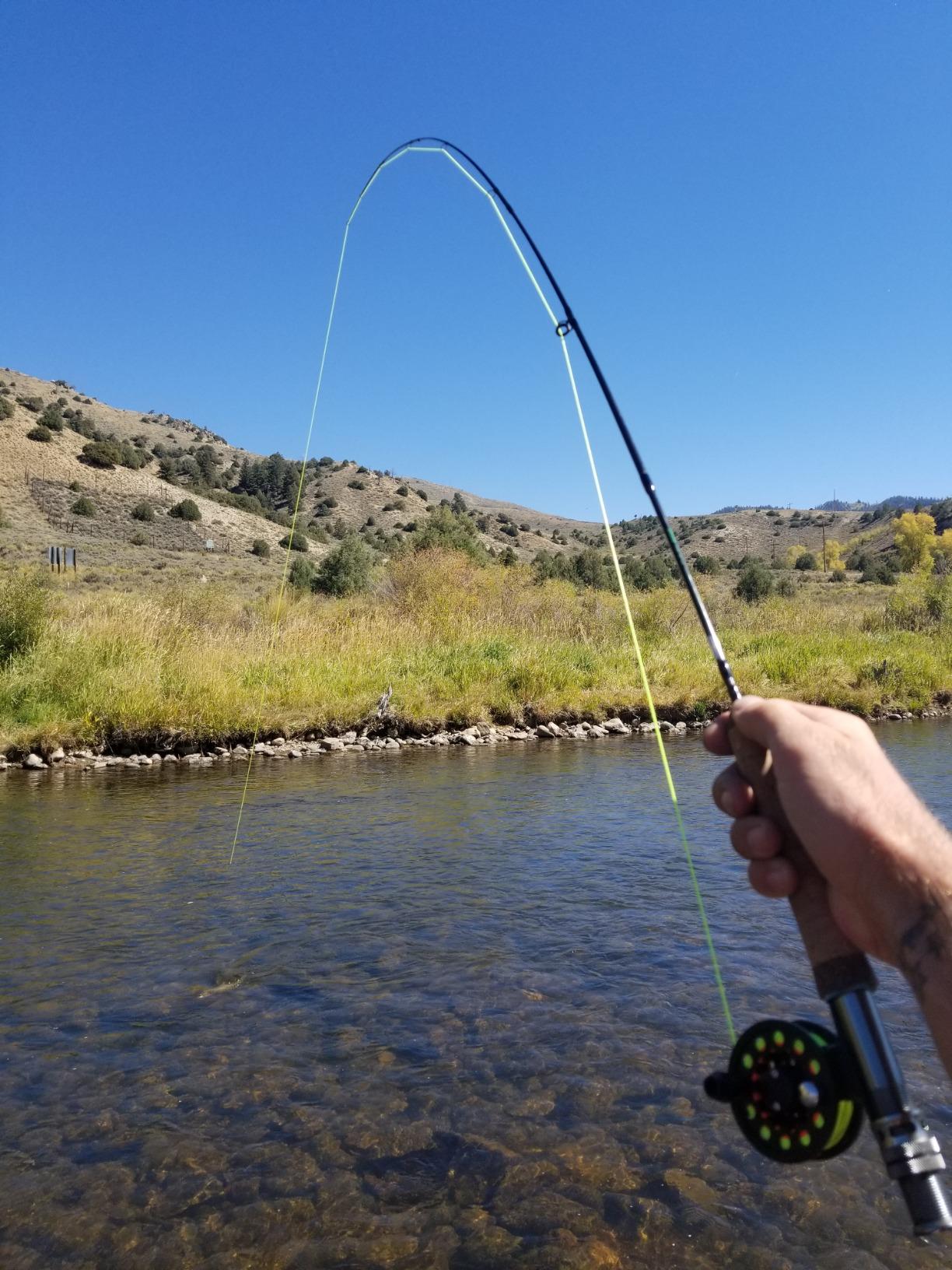 Wild Water Standard Fly Fishing Combo Starter Kit, 5 Foot 6 Inch Graphite Rod, 3-Weight, 4-Piece Fly Rod Kit, Includes Die Cast Aluminum Reel, Fly Box, Flies and Hard Tube Case with Pouch customer photo 2