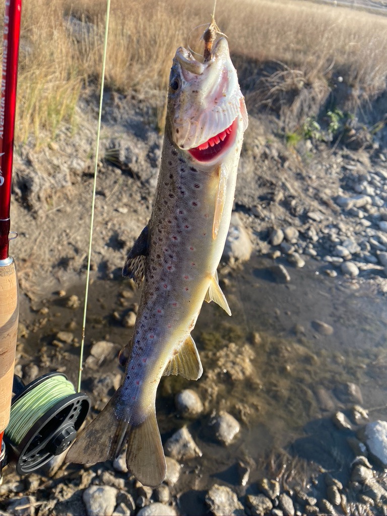 Aventik Whisperer Fly Fishing Rod with Rod Tube customer photo 1