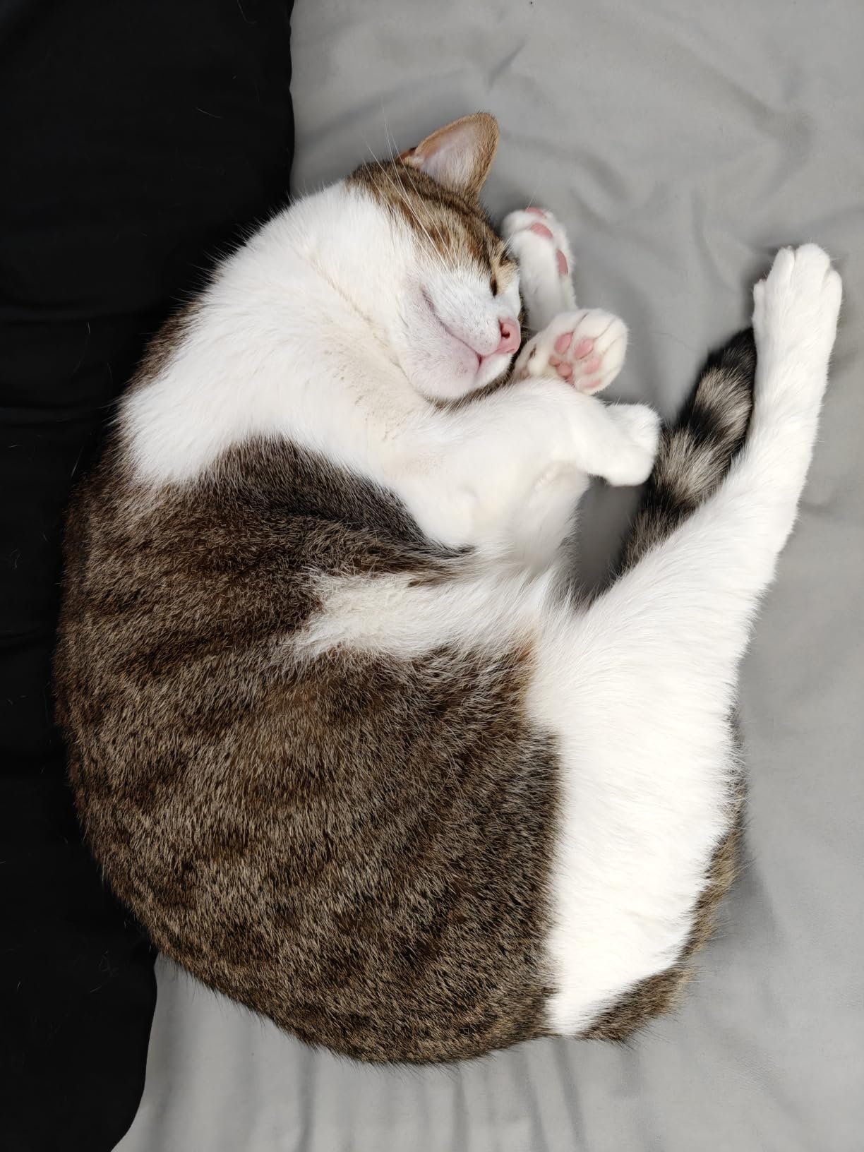 Greenies Feline Dental Treats customer photo 1