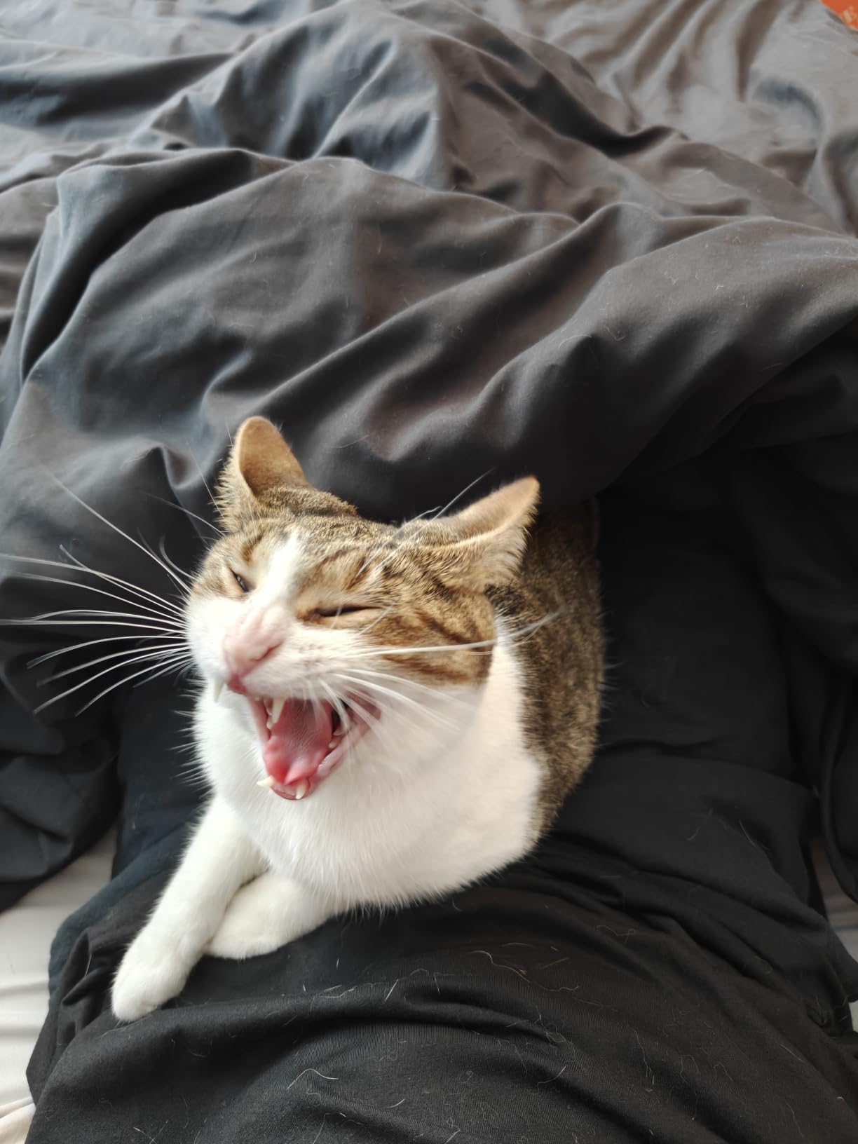 Greenies Feline Dental Treats customer photo 2
