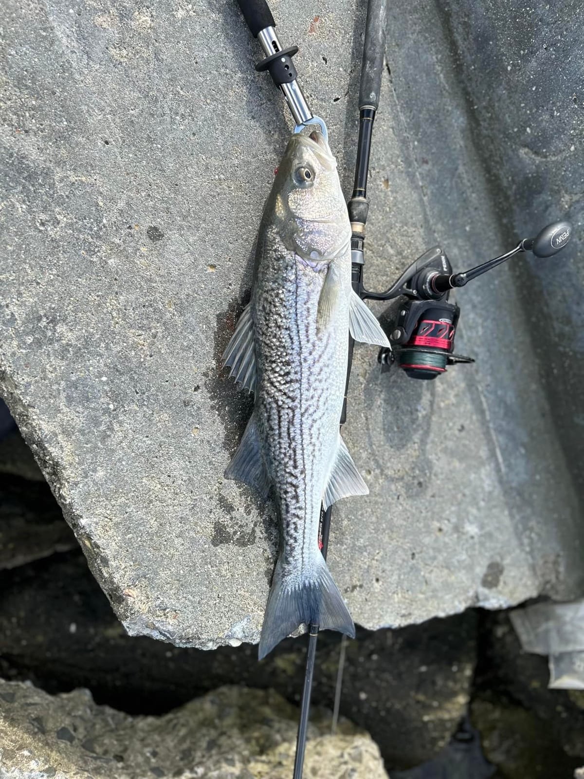 BERRYPRO Light Surf Spinning Rod Striper Fishing Rod Striped Bass surf Rod customer photo 2