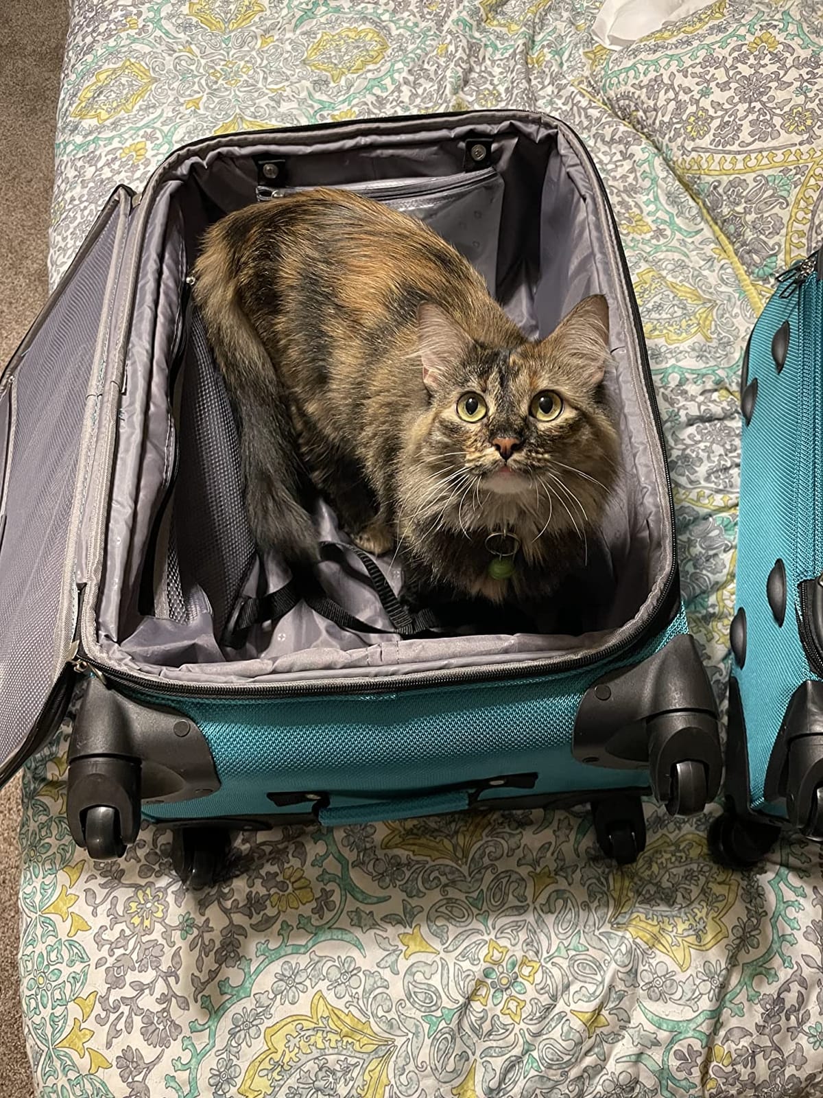 SwissGear Sion Softside customer photo 1